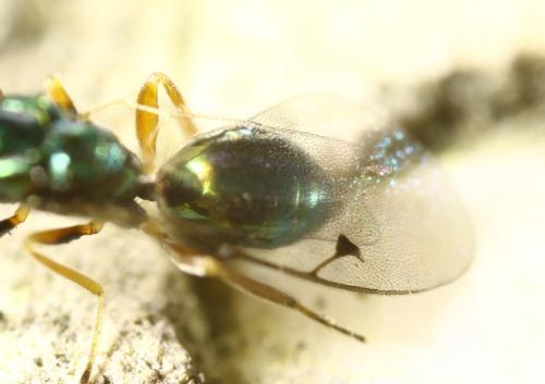 Réf. 296 656 : Miscogastrinae inconnu